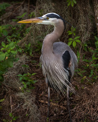 Great Blue Heron (Ardea herodias)