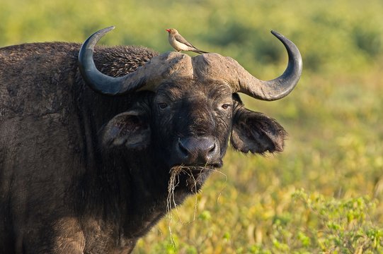 Lake Nakuru Park,Kenya,Africa .Portrait of a male buffalo taken at the park Lake Nakuru