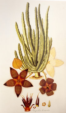 Illustration botanique / Stapelia hamata / Stapélie