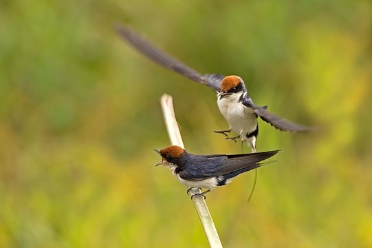 Amboseli Park,Kenya,Africa .Two African swallows filming in park Amboseli