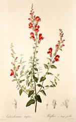 Illustration botanique / Antirrhinum latifolium / Muflier à larges feuilles