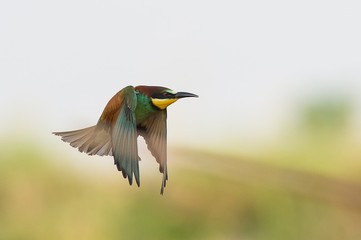 Bee eater bird in flight