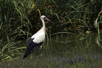 Ciconia ciconia / Cigogne blanche