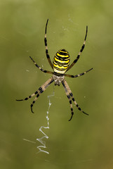 Argiope bruennichi / Epeire fasciée / Femelle