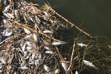 The fish that died in the lake
