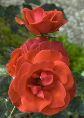 Rosa x / Rose 'Braserade'