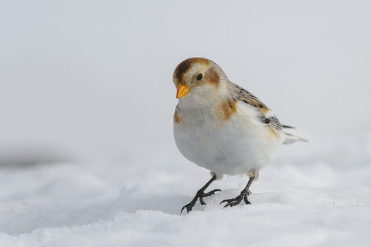 Lessinia,Veneto,Italy.Photography of a bunting taken in the snow on the mountains of Lessinia