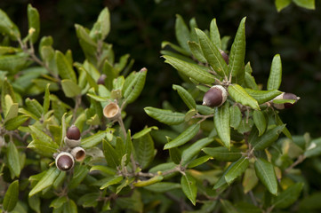 Quercus ilex / Chêne vert / Yeuse