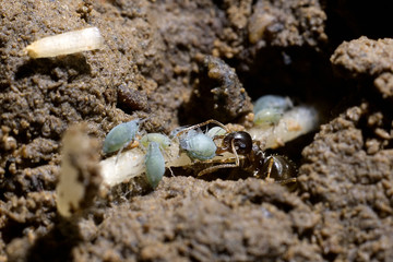 Lasius niger / Fourmi noire des jardins / Puceron
