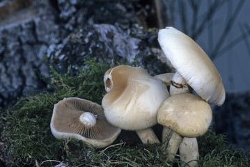 Agrocybe aegerita / Pholiote du peuplier