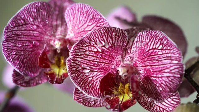 Water droplets on orchid. Close up of a colorful orchid's blossom