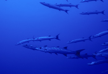 Sphyraena qenie / Barracuda à nageoires noires