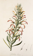 Illustration botanique / Lobelia excelsa / Lobélie