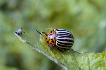 Leptinotarsa decemlineata / Doryphore