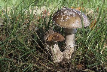Amanita spissa / Amanite épaisse / Amanite fausse panthère