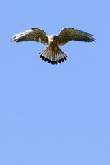 Falco tinnunculus / Faucon crécerelle