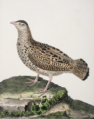 François Nicolas Martinet / Francolinus francolinus / Francolin noir / femelle