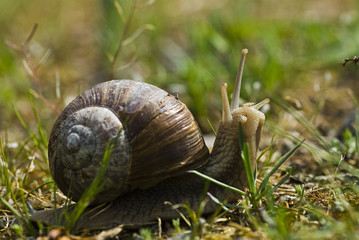 Helix pomatia / Escargot de Bourgogne
