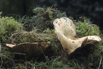 Lactarius sanguifluus / Lactaire sanguin / Pinet