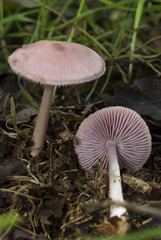 Mycena rosea / Mycène rose