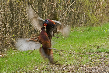 Phasianus colchicus / Faisan de Colchide / Mâle
