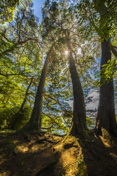 Matsushima Trees © Stefan