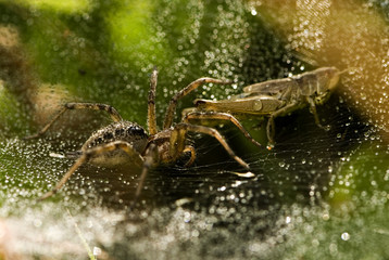 Agelena labyrinthica / Agélène à labyrinthe
