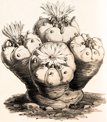 Peyolt