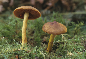 Cortinarius cinnamomeus / Cortinaire cannelle