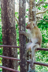 The monkey sitting in the tree. The monkey sitting and embracing the tree. Vertical outdoors shot.