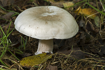 Clitocybe nebularis / Clitocybe nébuleux