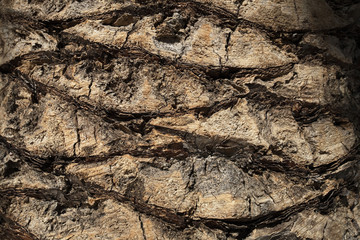 Phoenix canariensis / Dattier des Canaries / Palmier des Canaries