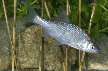 Rutilus rutilus / Gardon blanc / Gardon commun