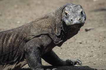 Varanus komodoensis / Varan de Komodo / Dragon de Komodo