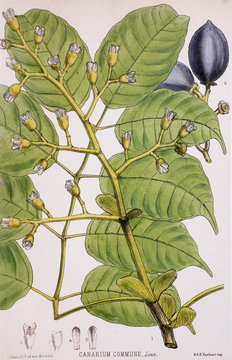 Illustration botanique / Canarium commune / Elémi