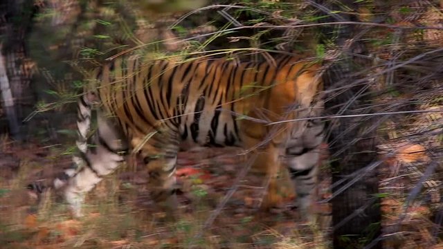 Extremely rare footage of WILD Bengal Tigress (Panthera tigris) walking in the forests of Bandhavgarh, India. The largest of cats, this endangered species is notoriously elusive & difficult to film.