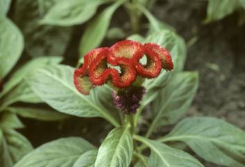 Celosia cristata / Célosie crête de coq