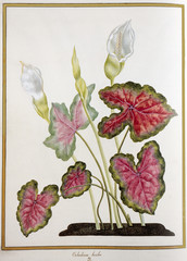 Illustration botanique / Caladium bicolor