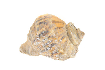 Conch on a white background