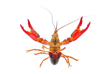 Lobster on a white background