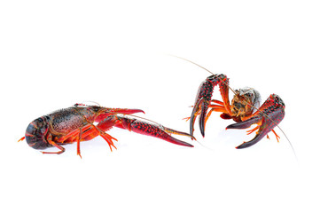 Lobster on a white background