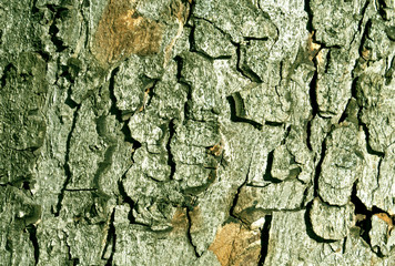 Color tree bark texture.