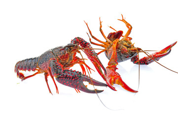 Lobster on a white background