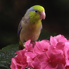 Forpus passerinus / Perruche moineau