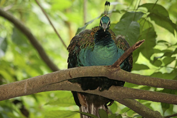 Pavo cristatus / Paon bleu