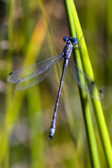 Ischnura elegans / Agrion élégant  / Mâle