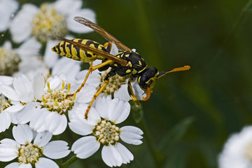 Polistes gallicus / Poliste gaulois / Guêpe poliste
