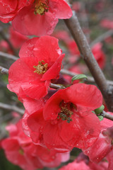 Chaenomeles japonica / Cognassier à fleurs
