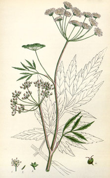 Illustration botanique / Cicuta virosa / Ciguë aquatique