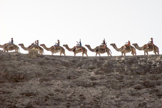 afrikaische Kamelkaravane auf Fuerteventura / La Lajita